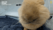 National Geographic Baby GIF by Nat Geo Wild