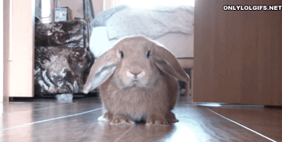 scared rabbit GIF