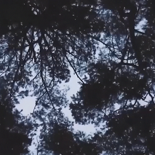 tonimarieburnett giphyupload GIF