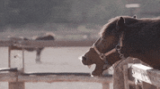 Gntmgr GIF by Star Channel TV