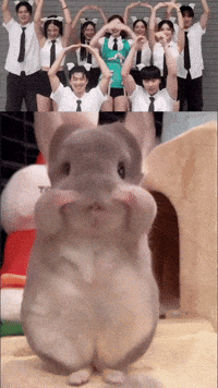Chinchilla Sue GIF