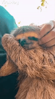 Sleepy Sloth Yawn
