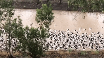 Recent Rainfall Lures Pelicans Back to Barwon River in Outback New South Wales
