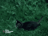 International Cat Day GIF by Fries Film & Audio Archief