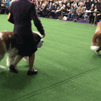 dog show dogs GIF by Westminster Kennel Club