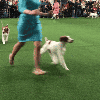 westminster dog show dogs GIF by Westminster Kennel Club