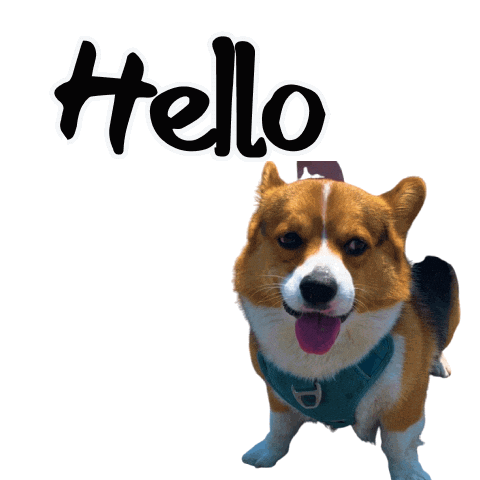 Corgi Hello Sticker