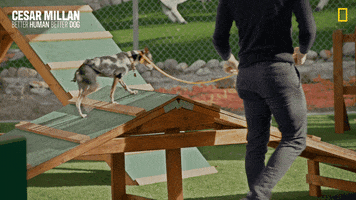 Nat Geo Dog GIF by National Geographic Channel
