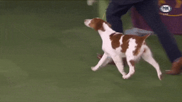 Sporting Group Brittany Spaniel