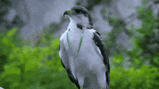 112 GIF