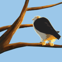 painting eagle GIF