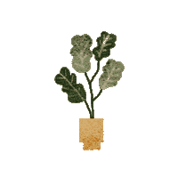 Fiddle Leaf Fig Sticker