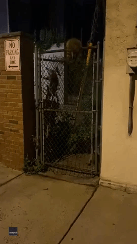 Raccoon Attacks Philadelphia Man