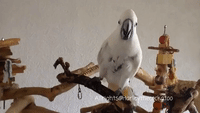 Harley the Cockatoo Drinks Patiently From a Glass