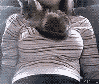 comfy GIF