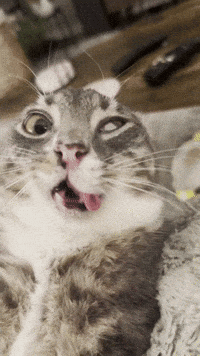 Cat GIF
