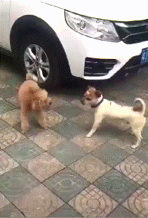 Dogs Standing GIF