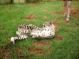Cheetah Proves That Even Big Cats Are Still Just Cats