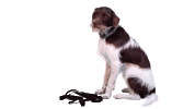Fun Dog Sticker by Orqa FPV