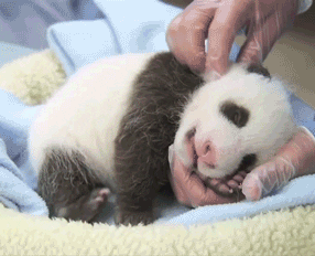 Oh Yeah Baby GIF by San Diego Zoo Wildlife Alliance