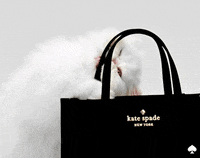 Kate Spade Cat GIF by kate spade new york