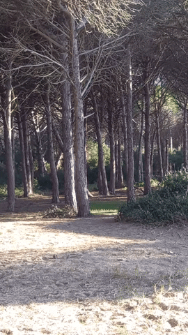 Simongip giphyupload GIF