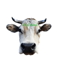 viviglianimali cow animali santuario mucca Sticker