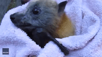 'Cranky' Bat Not So Sure About Banana Treat