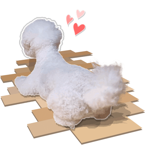 xatsuko_olivex giphyupload dog lovely bichon Sticker