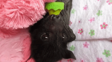 Rescued Baby Bat Separated From Ill Mother