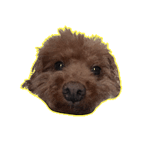 International Dog Day 유 Sticker by hitejinro
