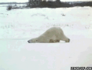 Wildlife gif. Wide shot of a polar bear. With its face and arms lazily lying on the ground, it pushes itself along with its hind legs.