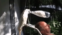 Cockatoo Wields Bottle Like a Weapon, Bashes Owner in Head