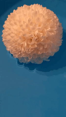 Simongip giphygifmaker GIF