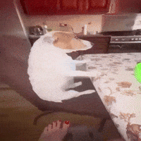 Twitter Joetrick GIF