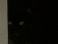 evil cat GIF