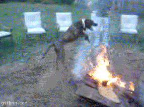 Dog Jumping GIF