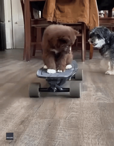 Adorable Puppy Rides Electric Skateboard