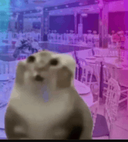 Cute Cat GIF