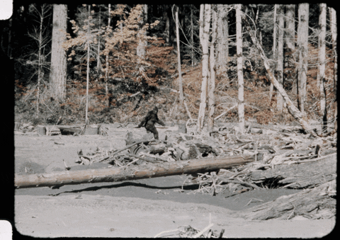 bigfoot footage GIF