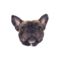 dog vito Sticker by Symphonic Distribution