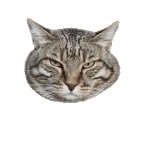 amicidichicco no gatto gatti amicidichicco Sticker