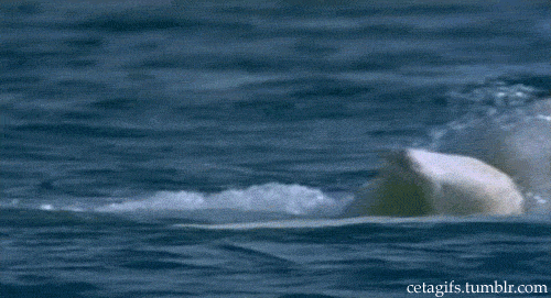 whales GIF