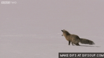 foxes verses GIF