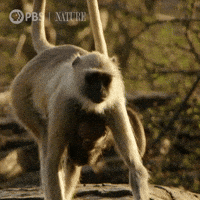 Mothers Day Mom GIF by Nature on PBS