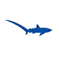 Deep Sea Swimming Sticker by Monterey Bay Aquarium