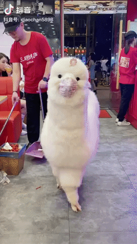 cuteanimalland giphyupload GIF