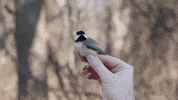 College Bird GIF by Lehigh University