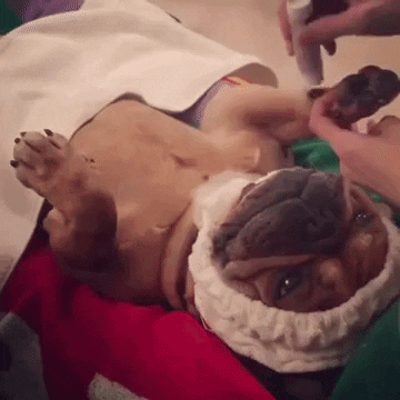 pug GIF