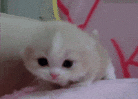 Baby Animals Cat GIF